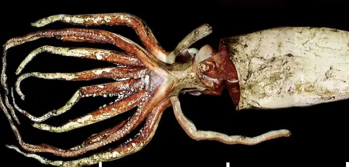 Colossal Squid – The Deep-Sea Mystery