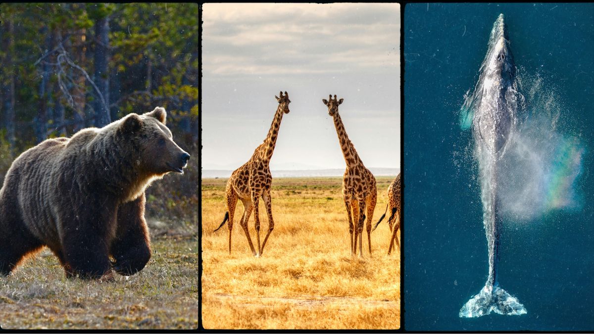 10 Largest Animals on Earth – You Won’t Believe