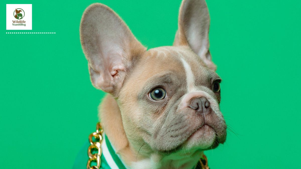 Top 11 Heaviest Dog Breeds Meet the Gentle Giants