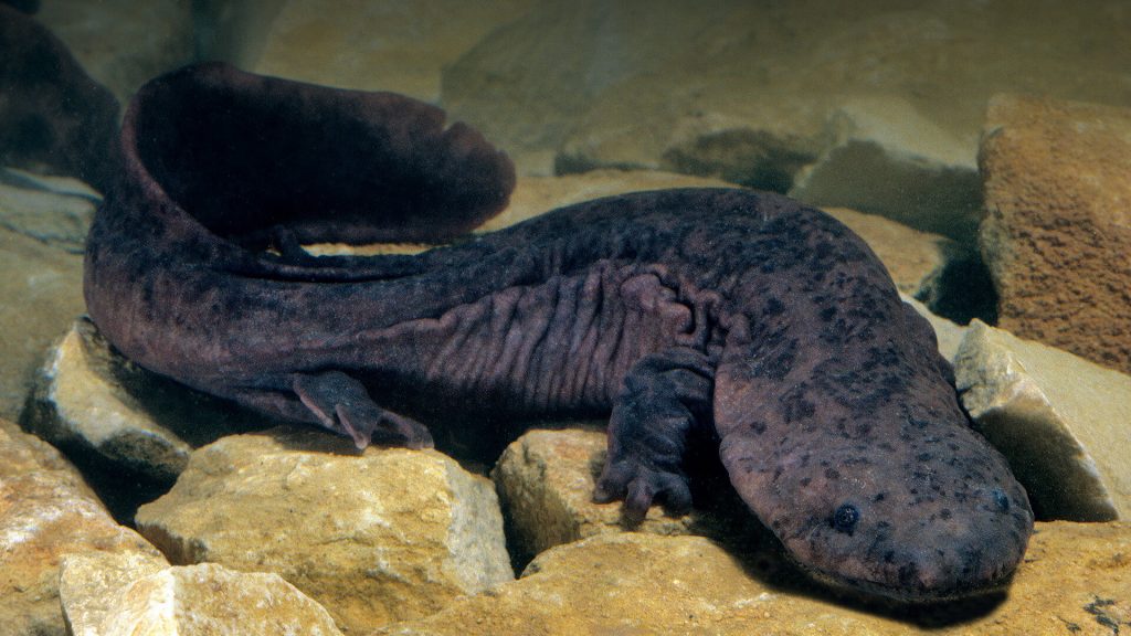 Giant Salamander – The Amphibian Colossus