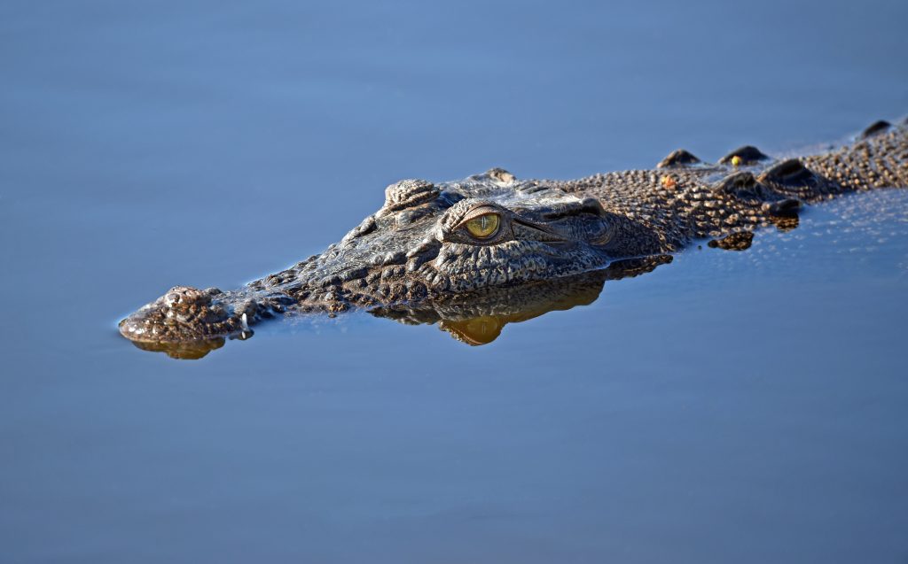 Saltwater Crocodile – The River Ruler