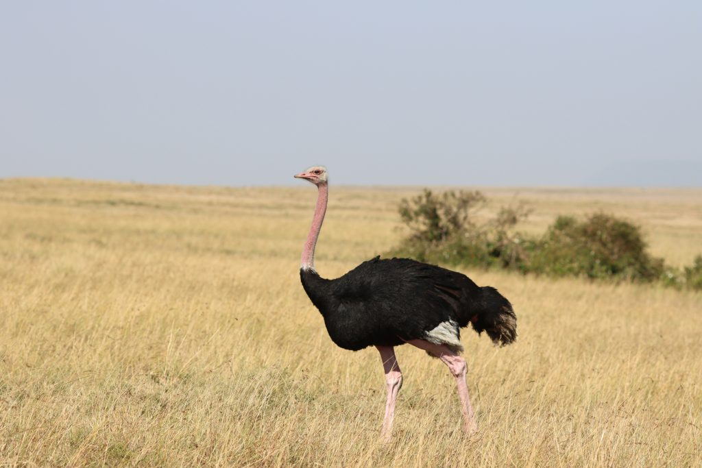 8. Ostrich – The Giant Bird