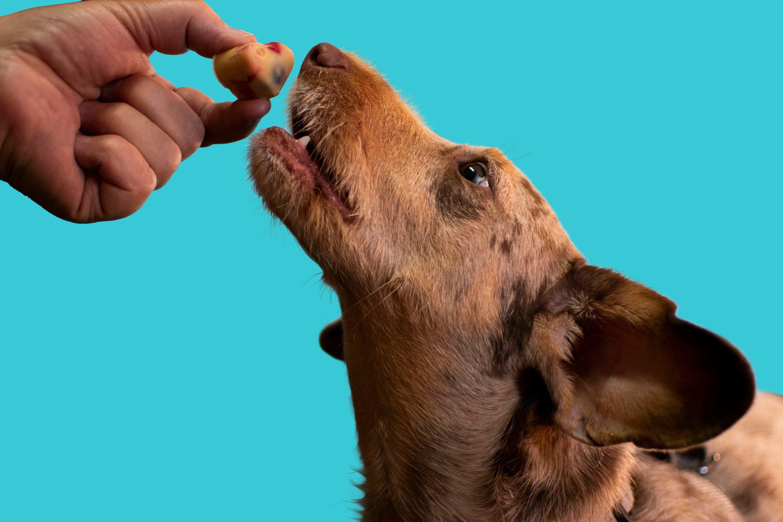 Soft Baked Dog Treats for Healthier Pups