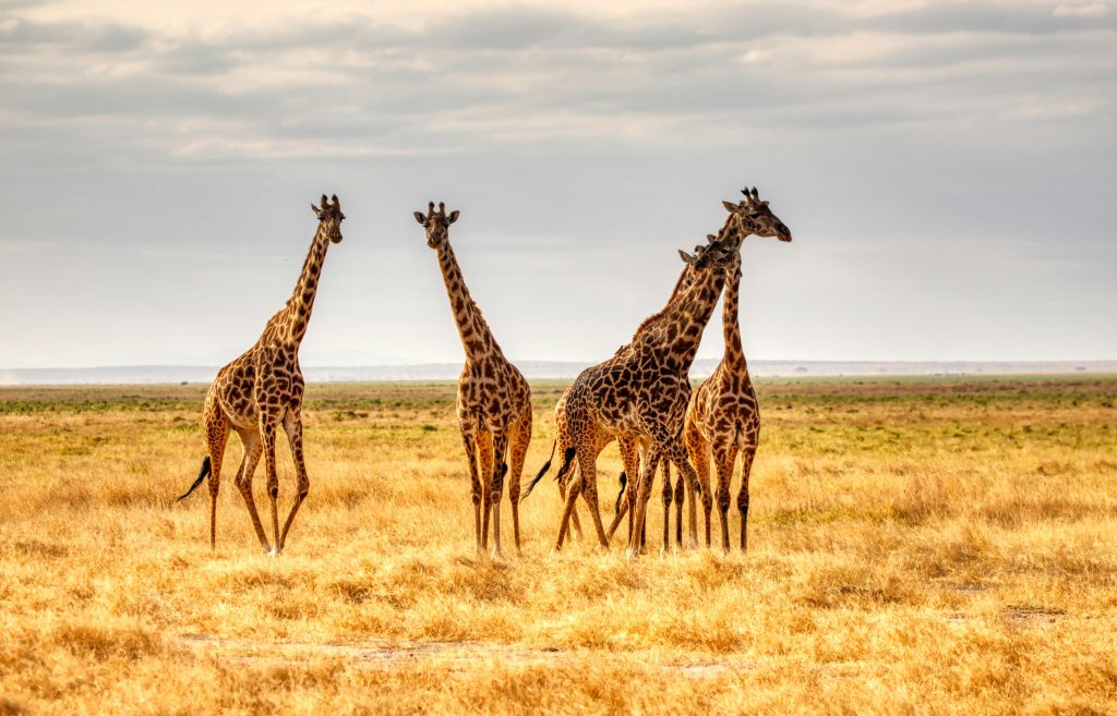 Giraffe – The Towering Grazer (Wildlife VcanitBlog)