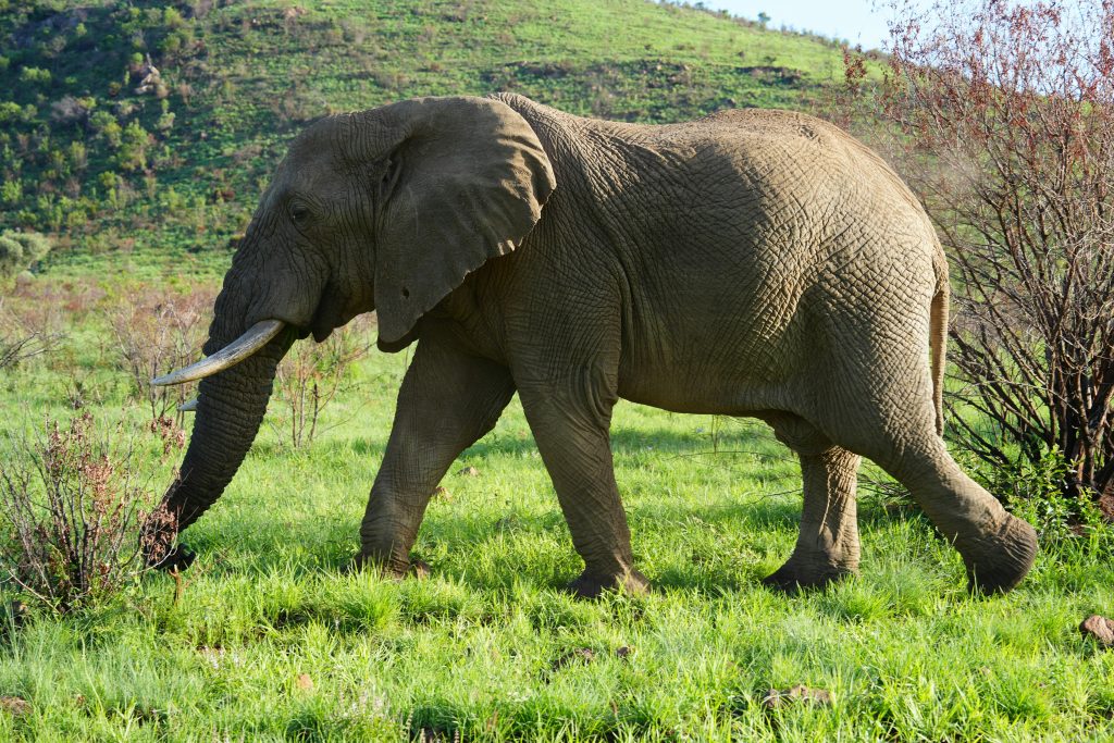 African Elephant – The Land Titan (Wildlife VcanitBlog)