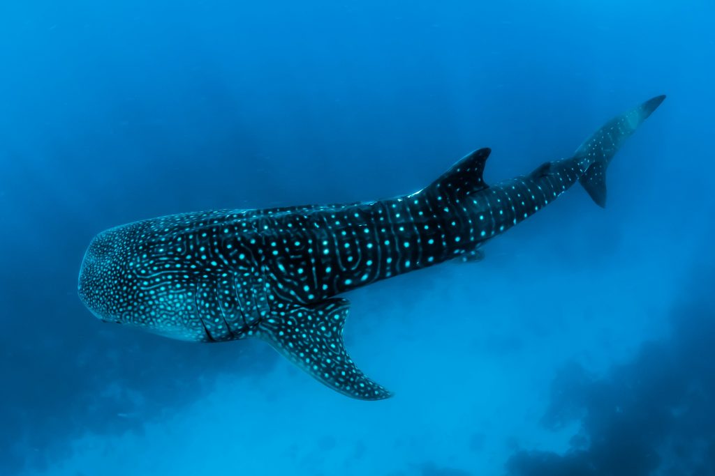 Whale Shark – The Gentle Giant