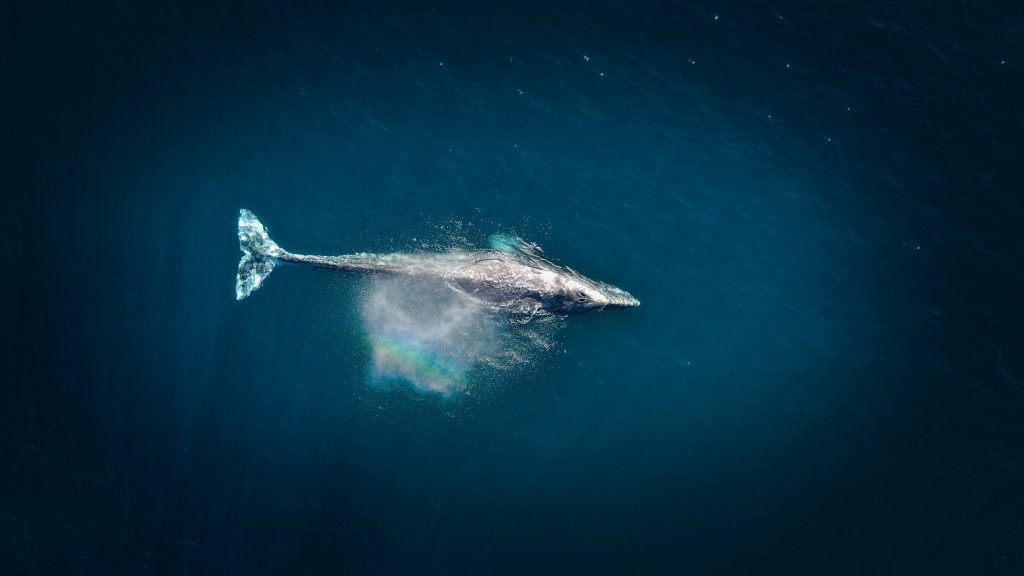 Blue Whale – The Ocean Giant (Wildlife VcanitBlog)