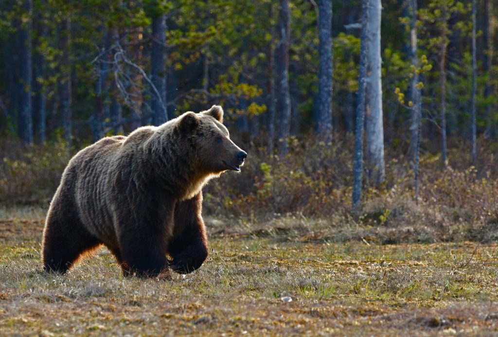 Brown Bear – The Mighty Predator