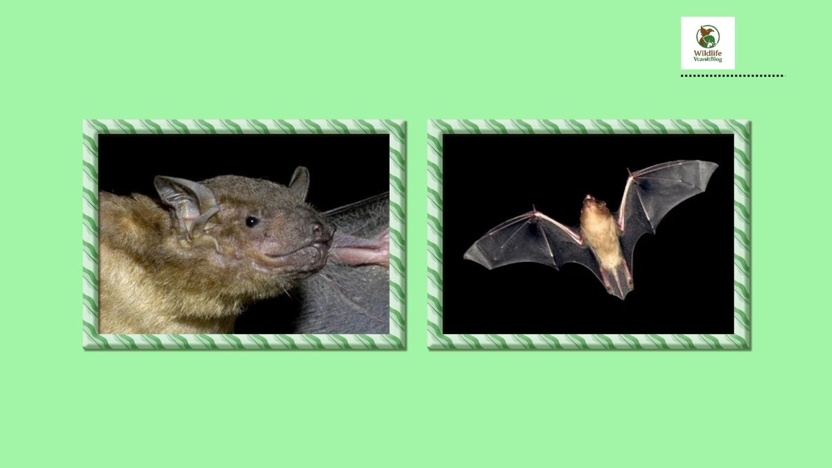 Asiatic Yellow House Bat