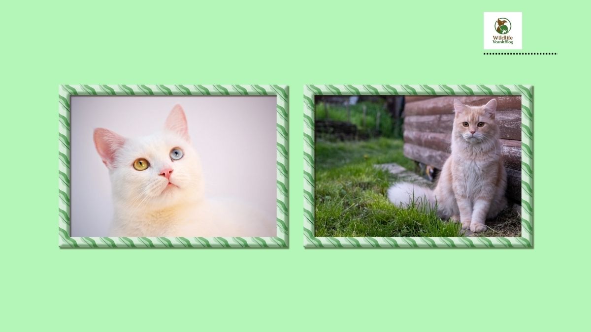 Tabby Cat in Pakistan