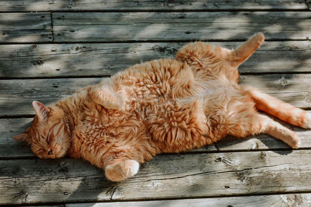 Orange Tabby Cat