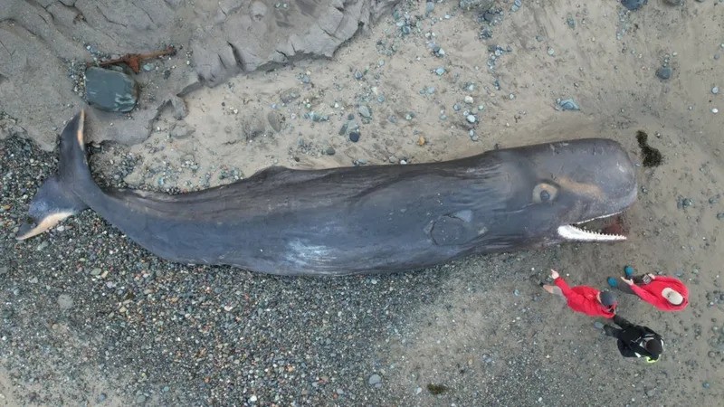 Aerial photo of red tide algal bloom along Florida coast